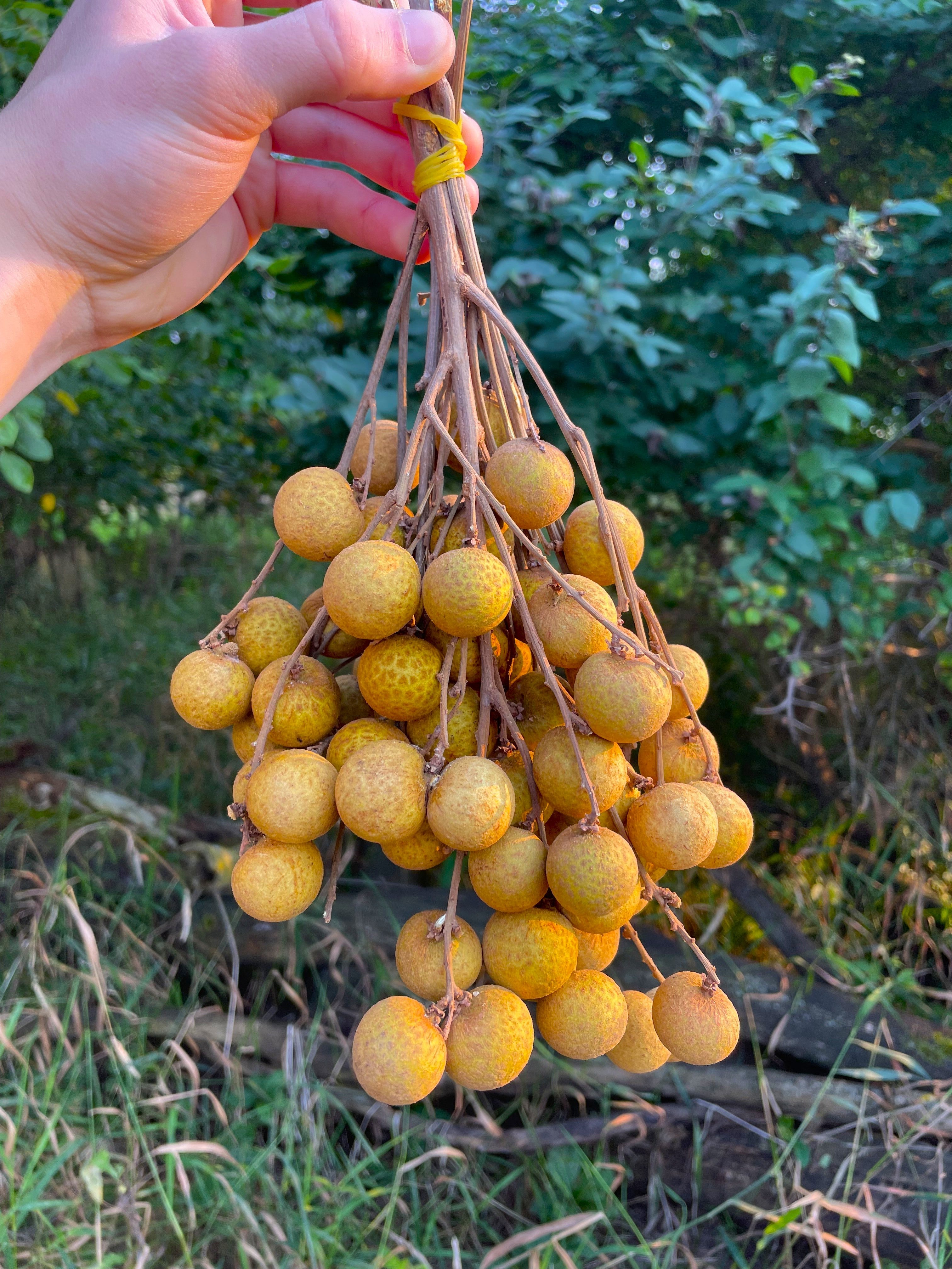 Longan