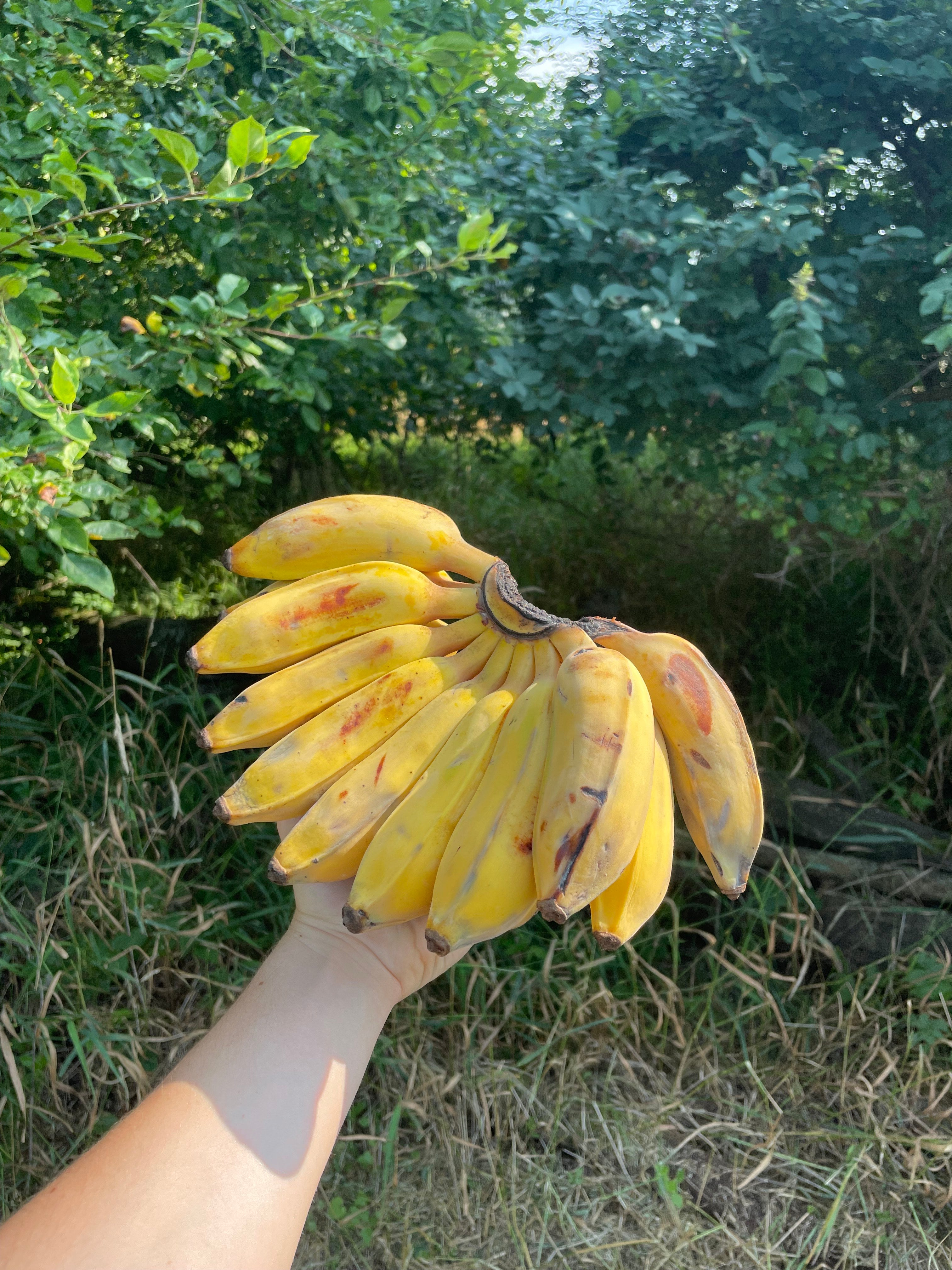 Thai Bananas (Nam Wah)