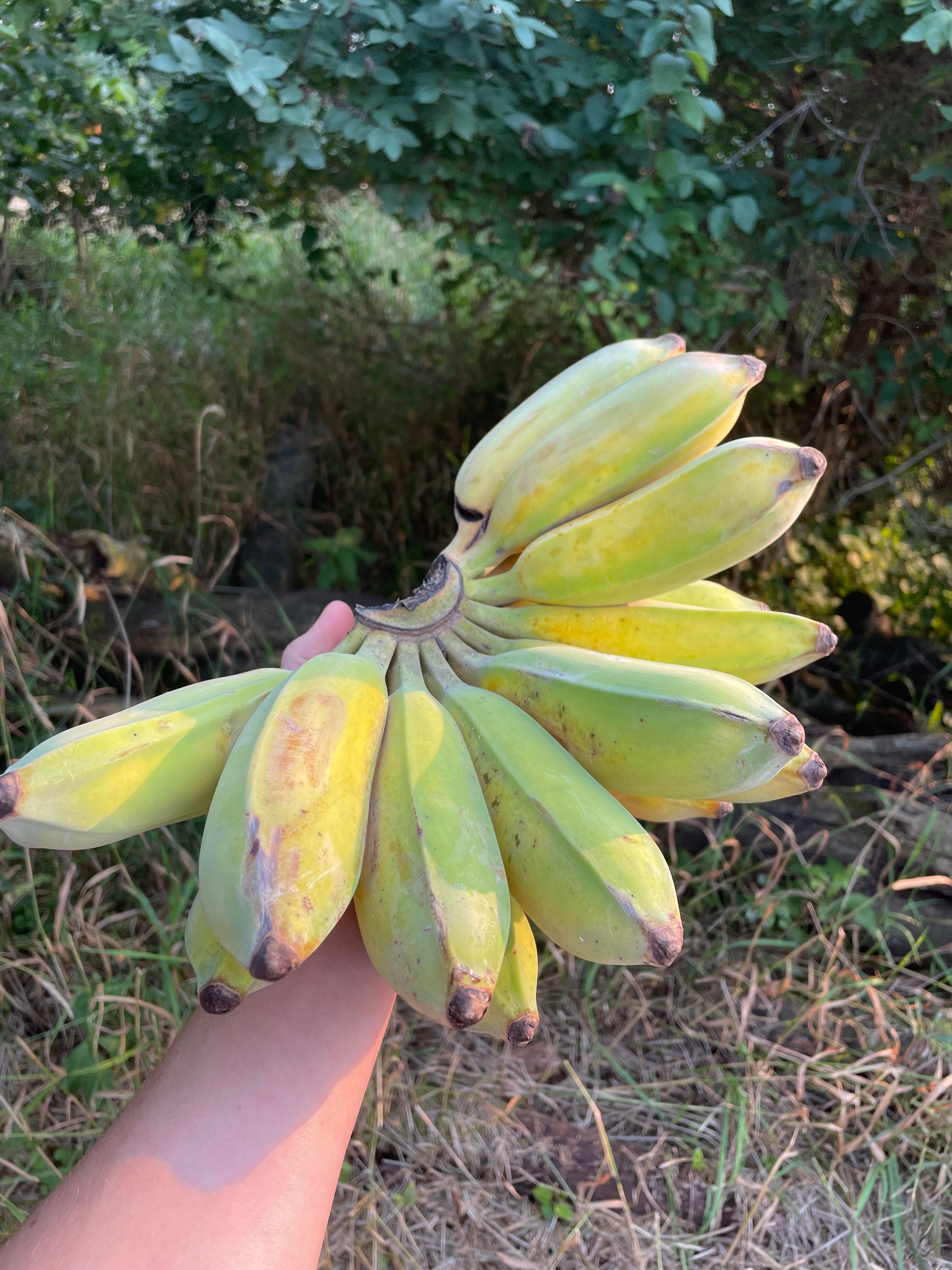Thai Bananas (Nam Wah)