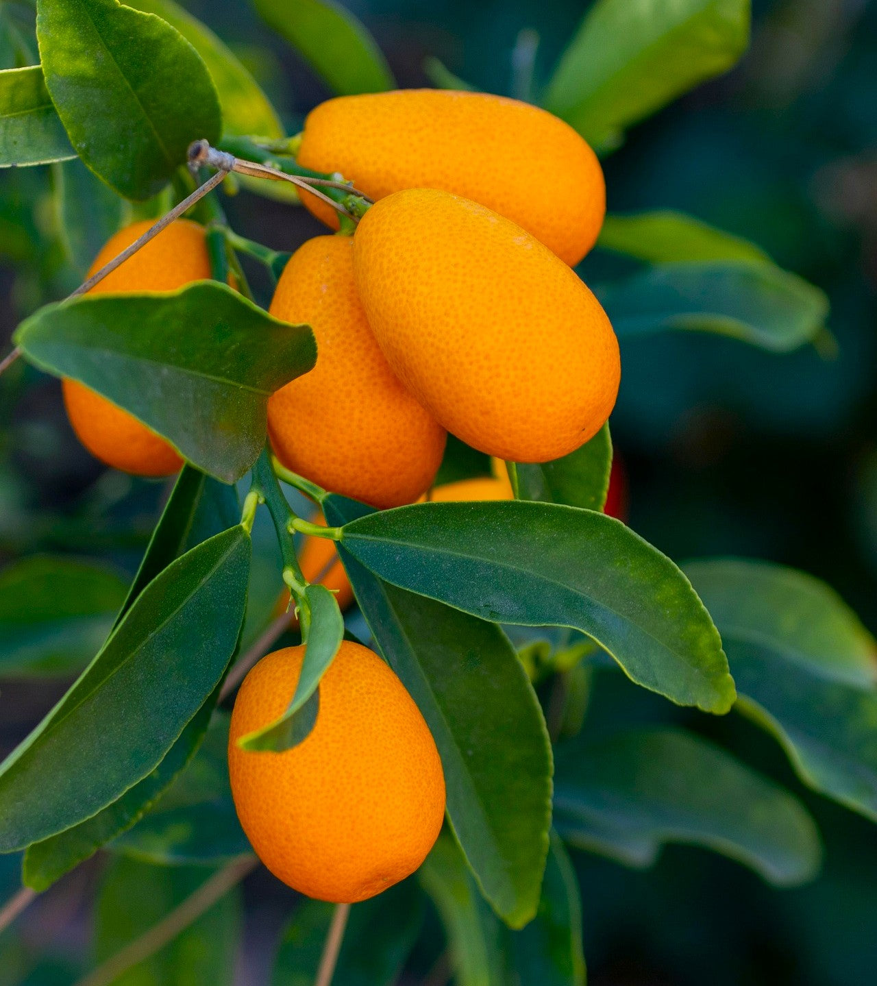 Kumquat (Pre-Order)